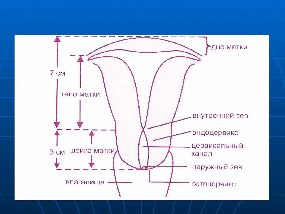 Наружный и внутренний зев матки. Наружная маточная зева. Внутренний маточный зев. Эндоцервикс цилиндрический