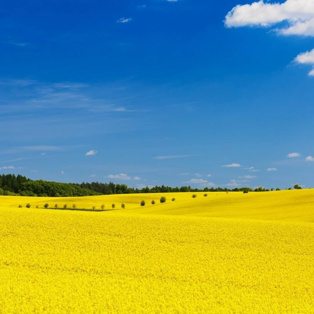 Желтое поле. Поле на украинском языке. Украинское поле. Флаг украины в природе. В поле.