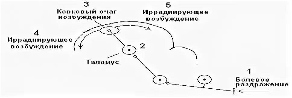 Процесс торможения в коре головного мозга. Вертикальная иррадиация схема. Процессы торможения в коре головного мозга. Горизонтальная иррадиация схема. Механизм иррадиации.