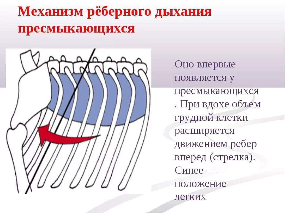 Реберный механизм дыхания у пресмыкающихся. Механизм вдоха и выдоха у рептилий. Механизм дыхательных движений у рептилий. Реберный мехарищ дыхания. Дыхание с помощью легких впервые появляется у