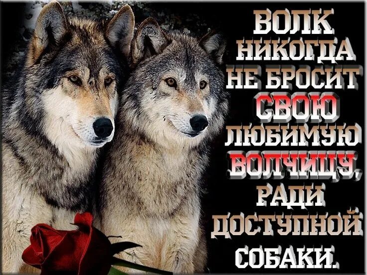 Волчья жизнь