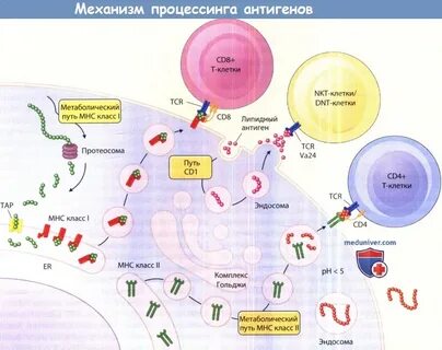 Процессинг антигена