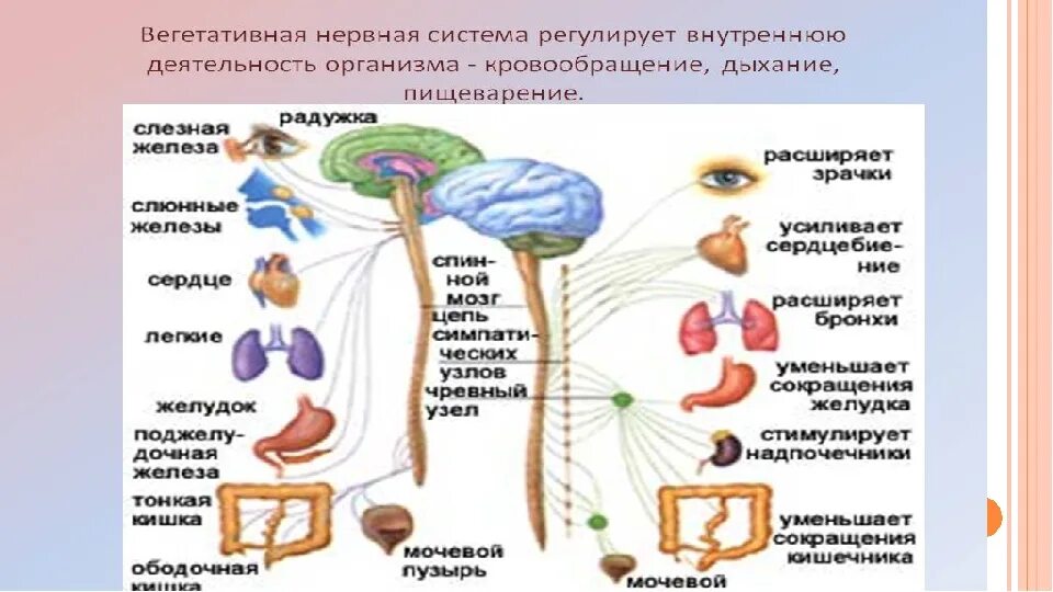 Биология 8 класс вегетативная система. Строение вегетативной нервной системы. Функции вегетативной нервной системы человека анатомия. Вегетативная нервная система 8 класс биология.