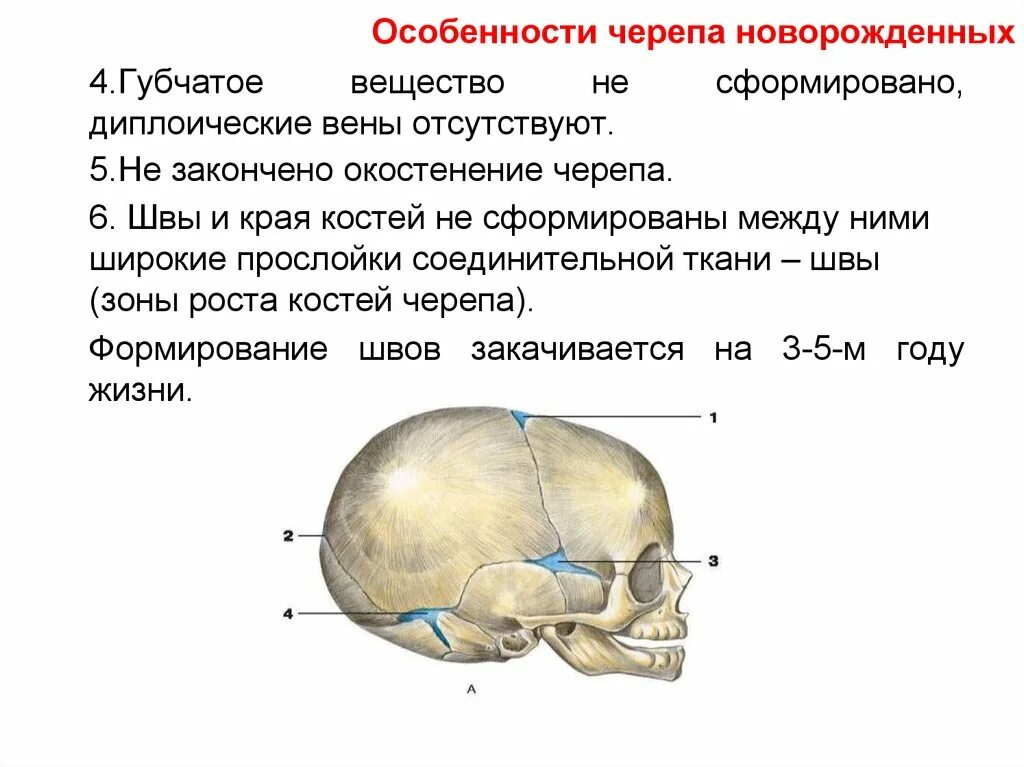 Строение черепа спереди и сбоку. Соединения костей черепа. Возрастные особенности костей черепа.. Дополнительные швы черепа затылочной кости. Окостенение костей черепа таблица.