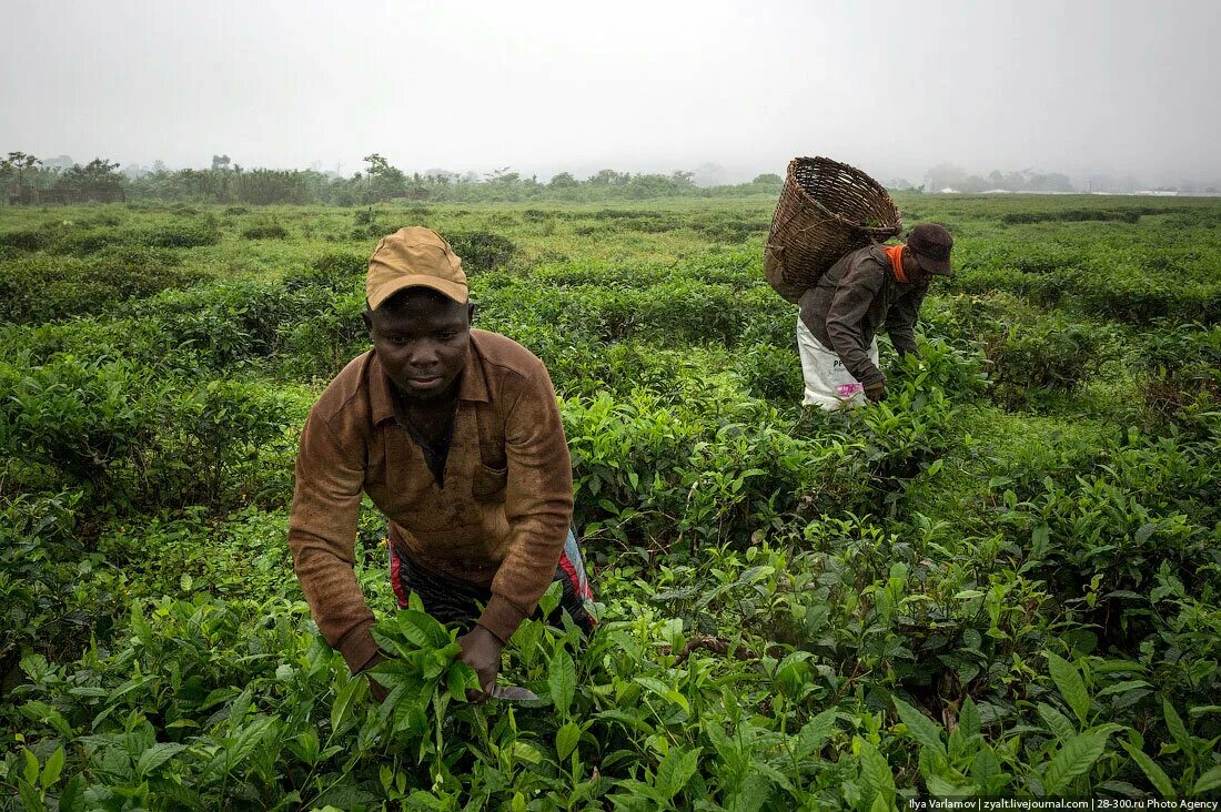 Особенности страны камерун. Камерун. Кофе плантации в Камеруне. Камерун Африка. Камерун природа.