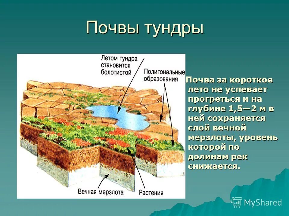 тип почвы в тундре. тундровая почва 4 класс окружающий мир. виды почв в тундре. тундровая почва тип почвы. почвы тундры.