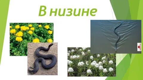 Низина 3 буквы