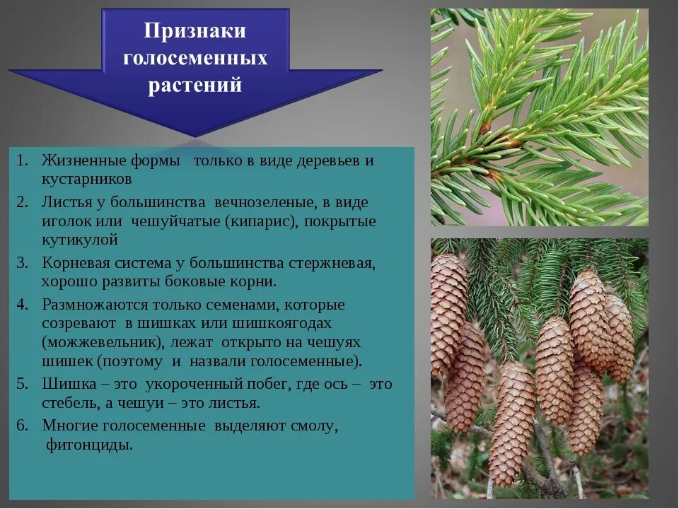 Каковы признаки голосеменных. Отдел Голосеменные растения строение. Жизненные формы голосеменных растений. Жизненные формы голо семеных растений. Голосеменные 6 класс биология.