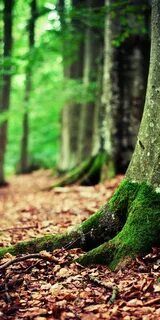 Forest pro