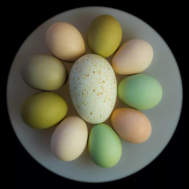 коралл ник порода кур цвет яйца. маран куры яйца. каким цветом яйцо куриное. каким цветом яйцо куриное. цвет куриных яиц.