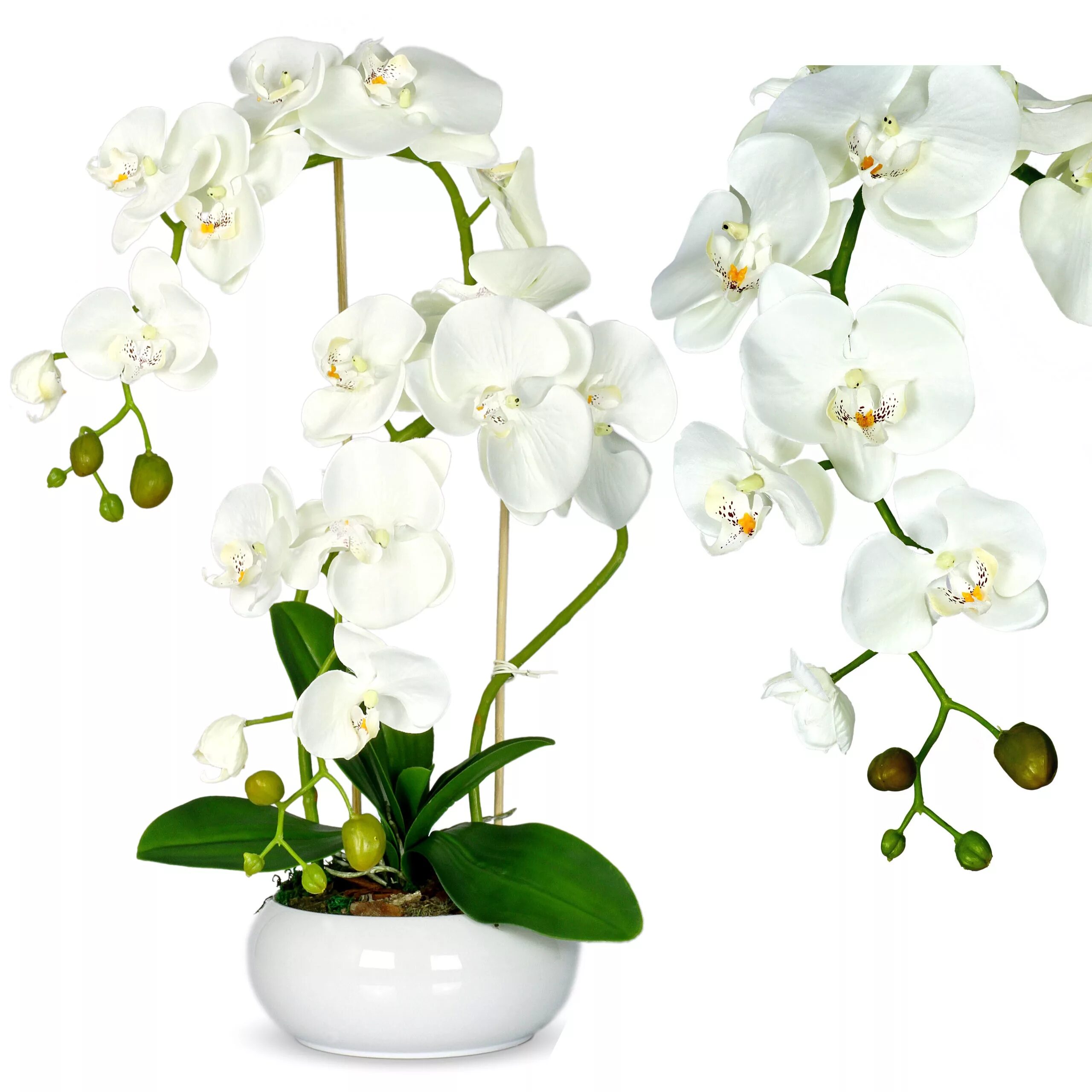 Орхидея фаленопсис Оби. Фаленопсис белый обильноцветущий. Искуссивенная архидея. Орхидея в горшке. Оби купить орхидею