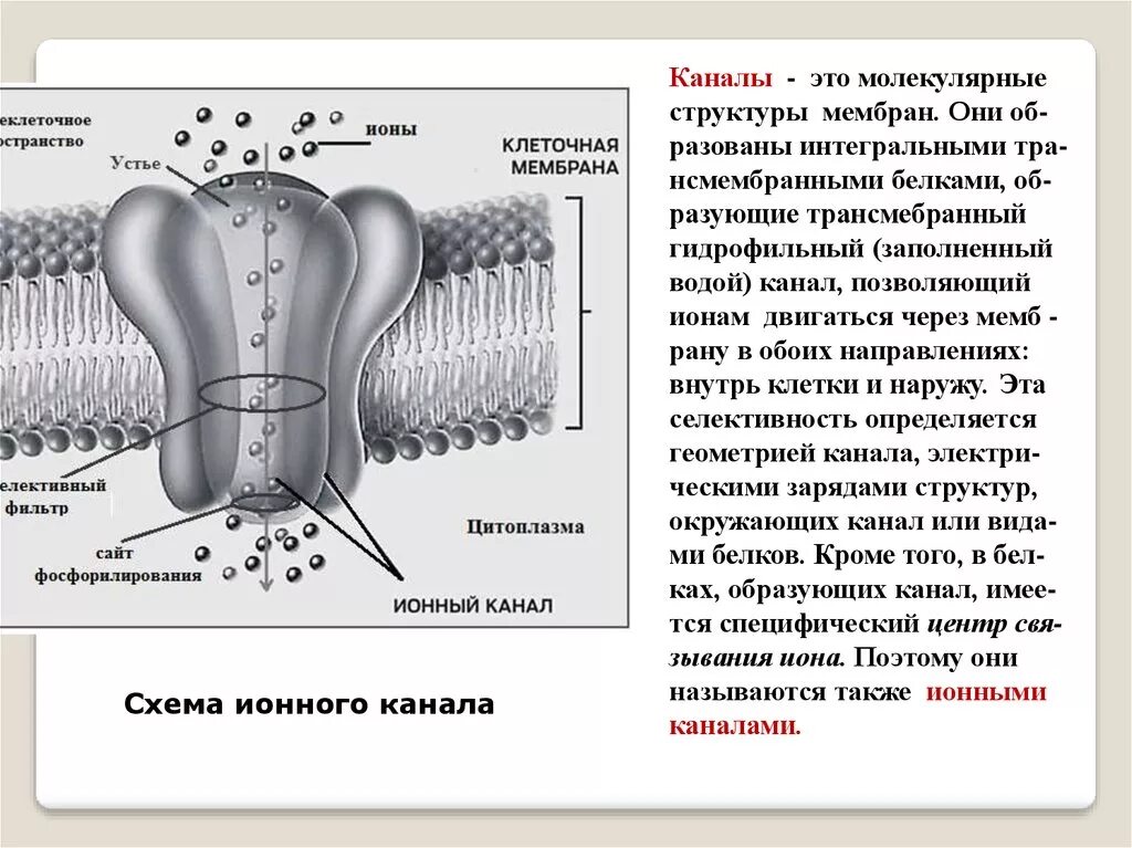 Следующее строение. Элементы строения ионного канала. Строение ионного канала мембраны. Строение мембраны клетки ионный канал. Молекулярная конструкция ионного канала.