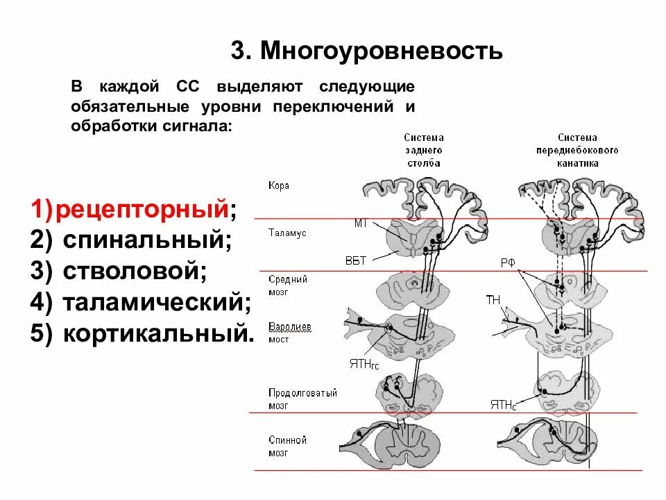 Схема строения сенсорной системы физиология. Общие принципы строения сенсорных систем физиология. Схема отделы сенсорных систем. Корковый отдел сенсорной системы физиология.