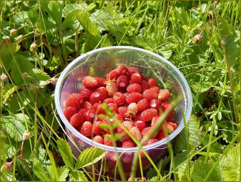 Лесная земляника и лесная клубника. Куст клубники в руках. Земляника дикая лесная. Земляника дикая лесная. Сейчас есть земляника.