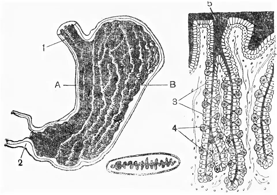 Железы желудка строение
