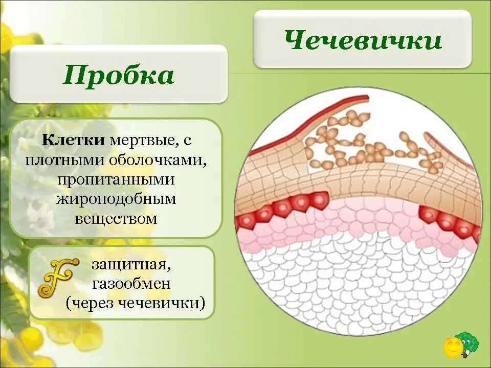 Покровная строение и функции. Покровная ткань растений пробка. Чечевички в покровной ткани. Покровная ткань растений чечевички. Пробка биология покровная ткань.