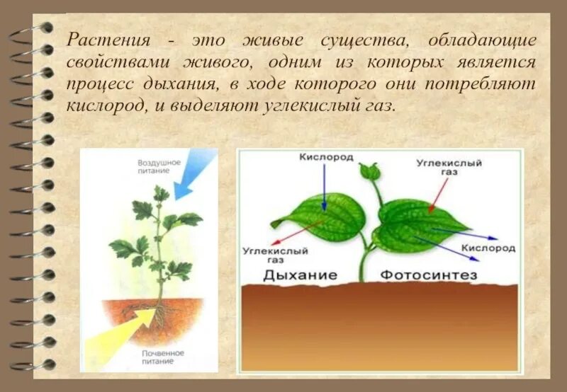 Схема дыхания растений 6 класс биология. Процесс жизнедеятельности растений дыхание схема. Схема процесса дыхания растения 6 класс. Дыхание растений 6 класс биология кратко. В каких растениях протекает дыхание