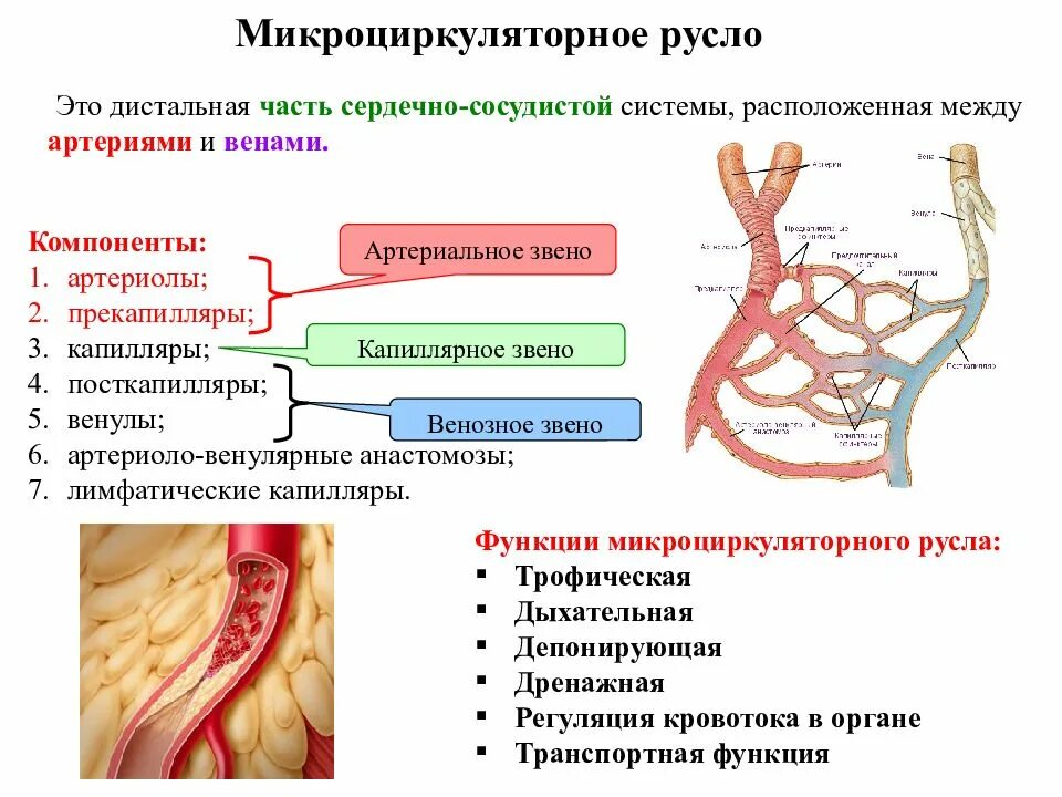 Сосуды особенности строения и функции. Микроциркуляторное русло строение функции. Звенья микроциркуляторного русла. Функции сосудов микроциркуляторного русла. Строение микроциркуляторного русла физиология.