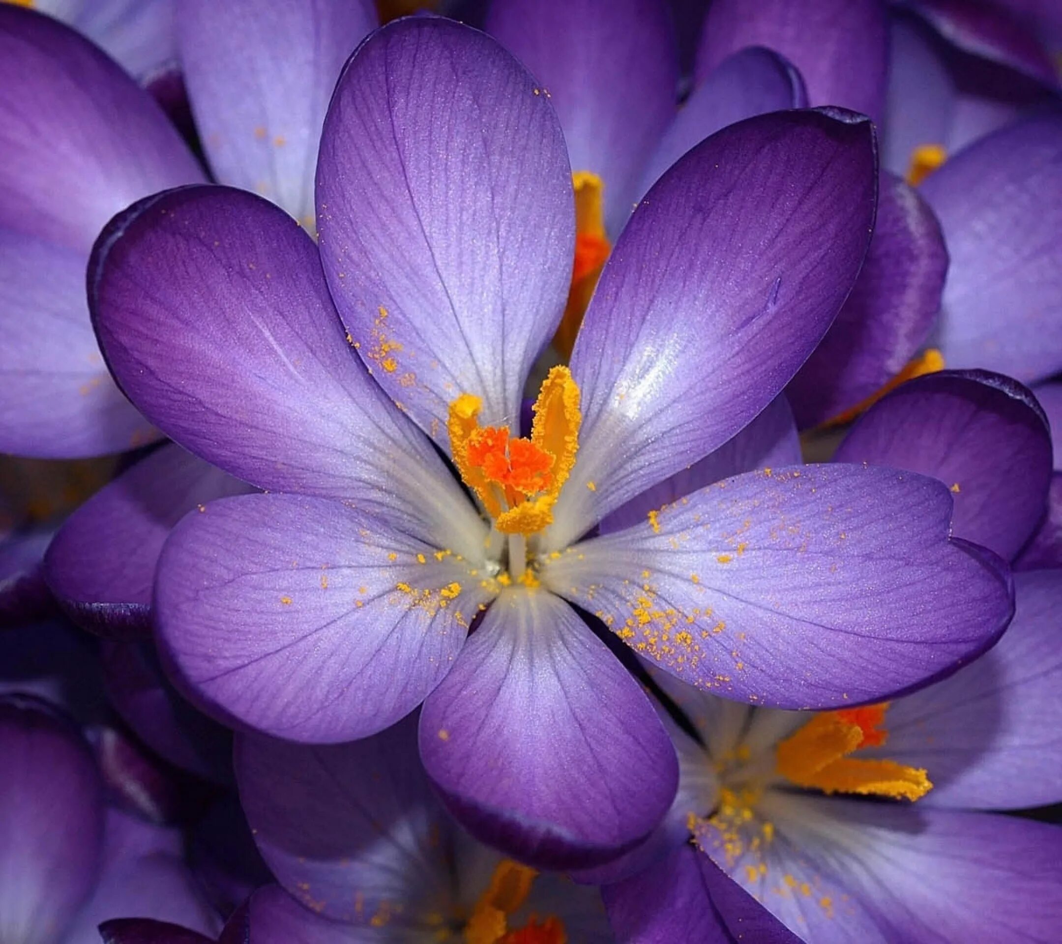 It s beautiful flower. Крокус Барс Пурпл. Сиреневые цветы. Фиолетовые цветы. Яркие цветы.