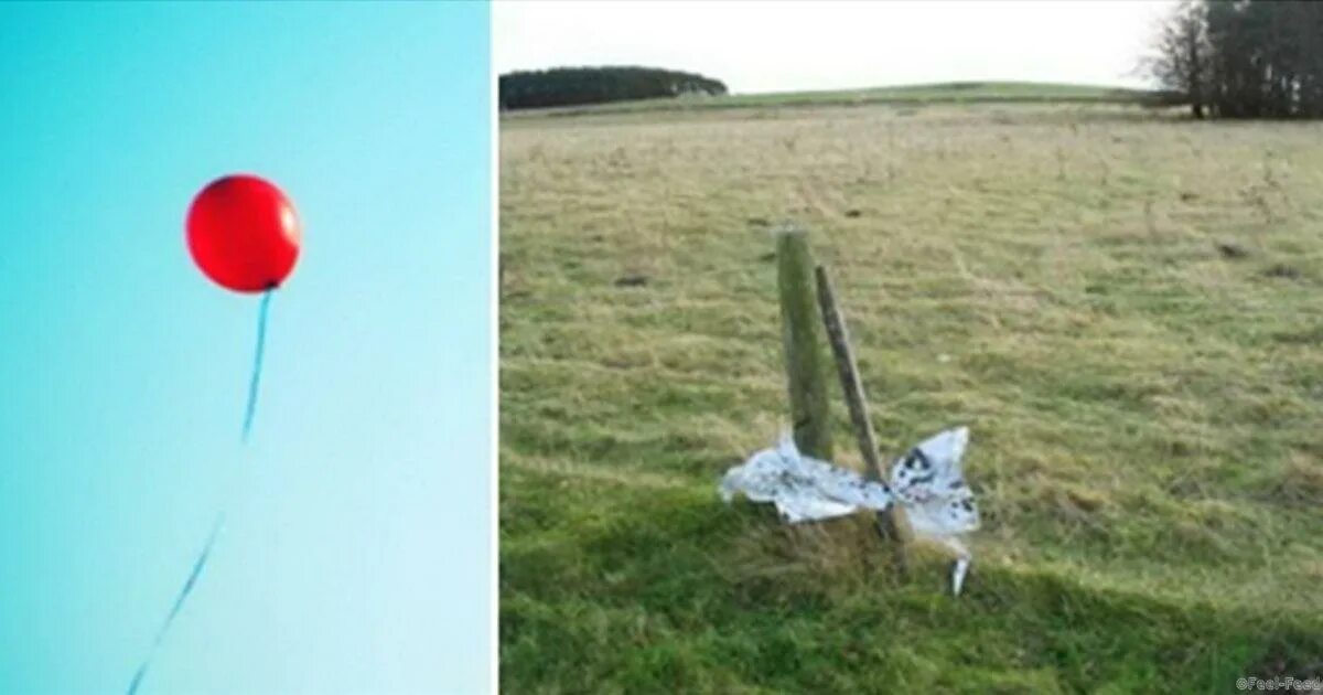 воздушный шар дерево. эксперимент с воздушным шариком. полет на воздушных шариках. что произойдет с воздушным шариком. воздушные шарики на деревьях.