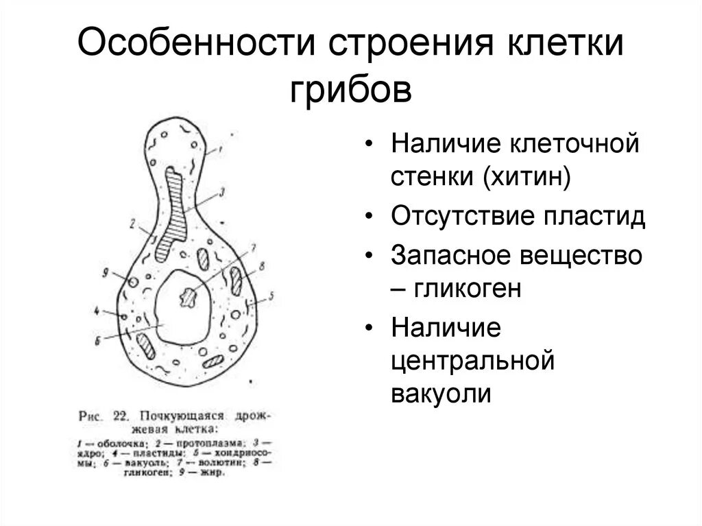 Верны ли суждения о строении грибной клетки. Особенности строения клетки гриба. Особенности строения клетки грибов. Отличительные особенности грибной клетки. Характеристика клеток грибов.