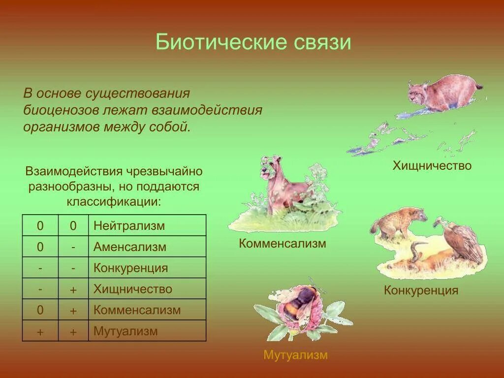 Какие биотические связи. Биотические связи. Биотические отношения. Биотические отношения организмов. Типы биотических взаимоотношений.