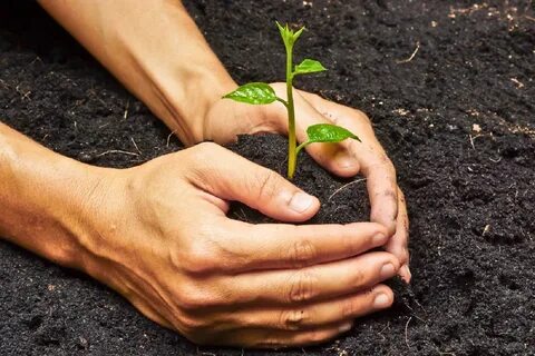 Planting eyes