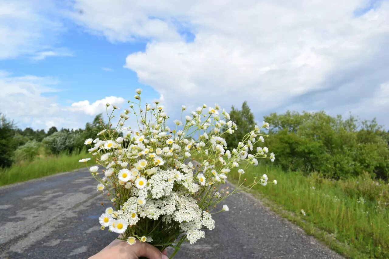 Цветы у дороги. Цветок на дороге. Желтые цветы у дороги. Цветочная дорога.