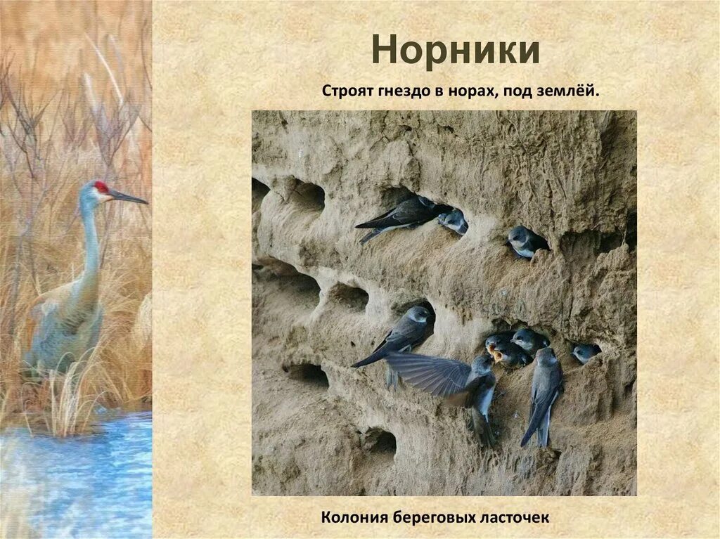 Экологические птицы представители. Норники птицы. Экологические группы птиц. Птицы живущие в норах. Группы птиц по местам гнездования.