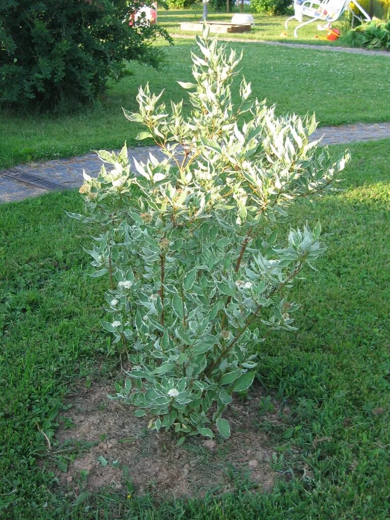 Дерен белый cornus alba. Дерен белый сибирика вариегата. Дерен белый сибирика. Дерен вариегата сиберика. Дерен элегантиссима.