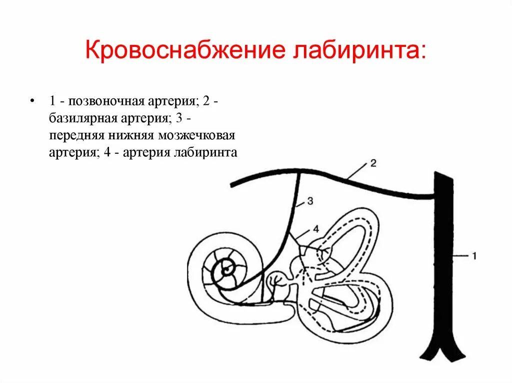 Кровоснабжение внутреннего уха анатомия. Кровоснабжение улитки внутреннего уха. Кровоснабжение внутреннего уха схема. Артерия Лабиринта. Внутреннее ухо кровообращение