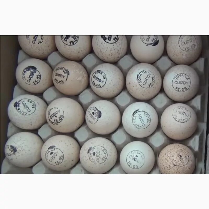 Куплю биг 6 яиц. Инкубационное яйцо Биг 6. Инкубационное яйцо индейки Биг 6. Инкубационное яйцо индюшат Биг-6. Яйцо инкубационное индюшиное Биг 6.