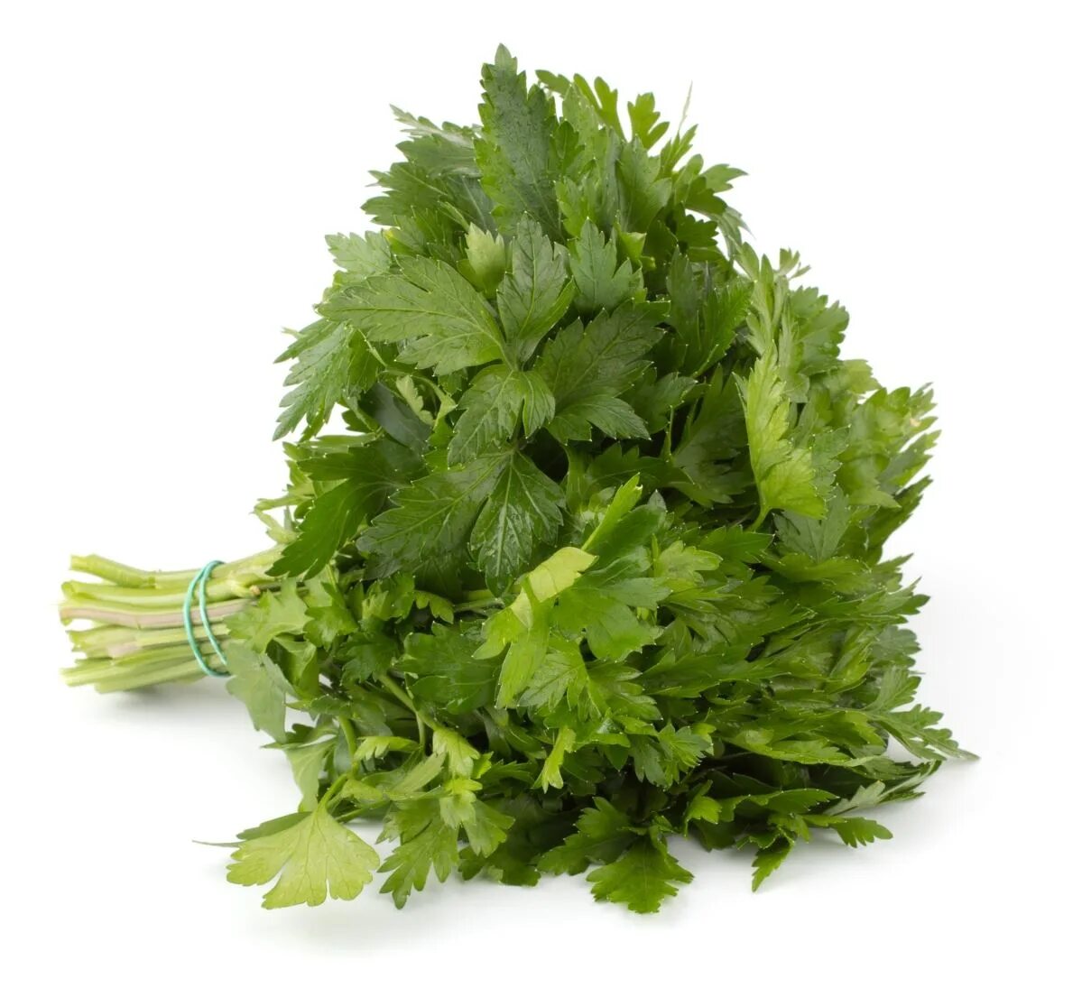 Петрушка parsley. Петрушка 7гр. Букет петрушки и укропа. Петрушка свежая 50г. Сельдерей черешковый фитнес+.