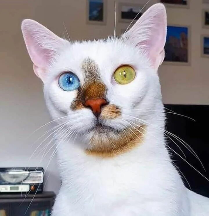 Now thats a royal cat Funny animals, Funny cat pictures, Animals