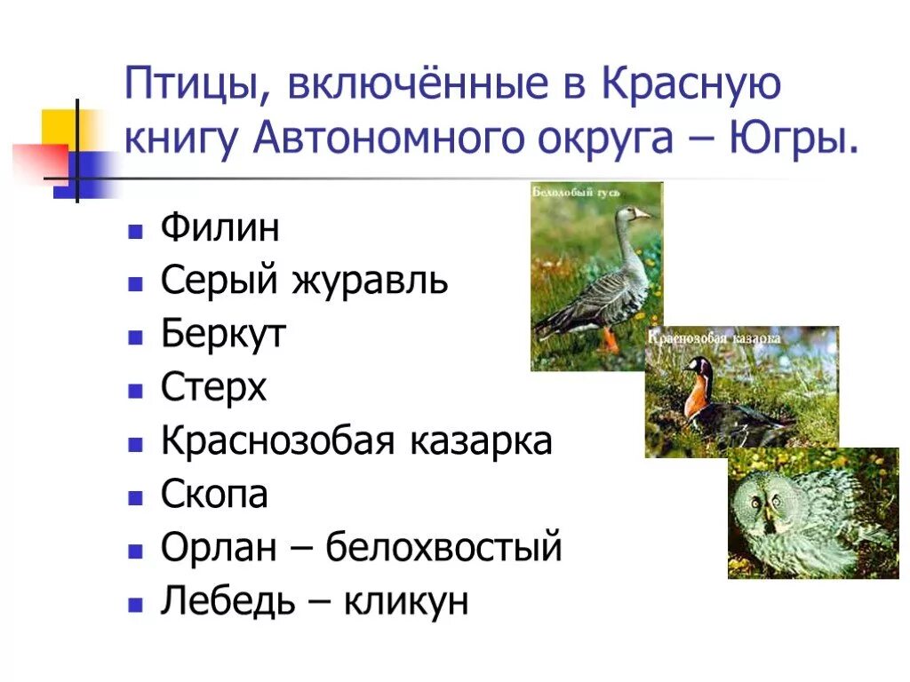 Картинки СООБЩЕНИЕ ЖИВОТНЫЕ КРАСНОЙ КНИГИ ЮГРЫ