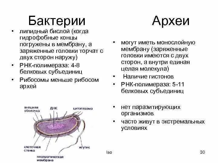 Для клетки прокариот характерно. Бактерии и археи. Археи строение клетки. Прокариоты бактерии и археи. Рибосомы Архей.