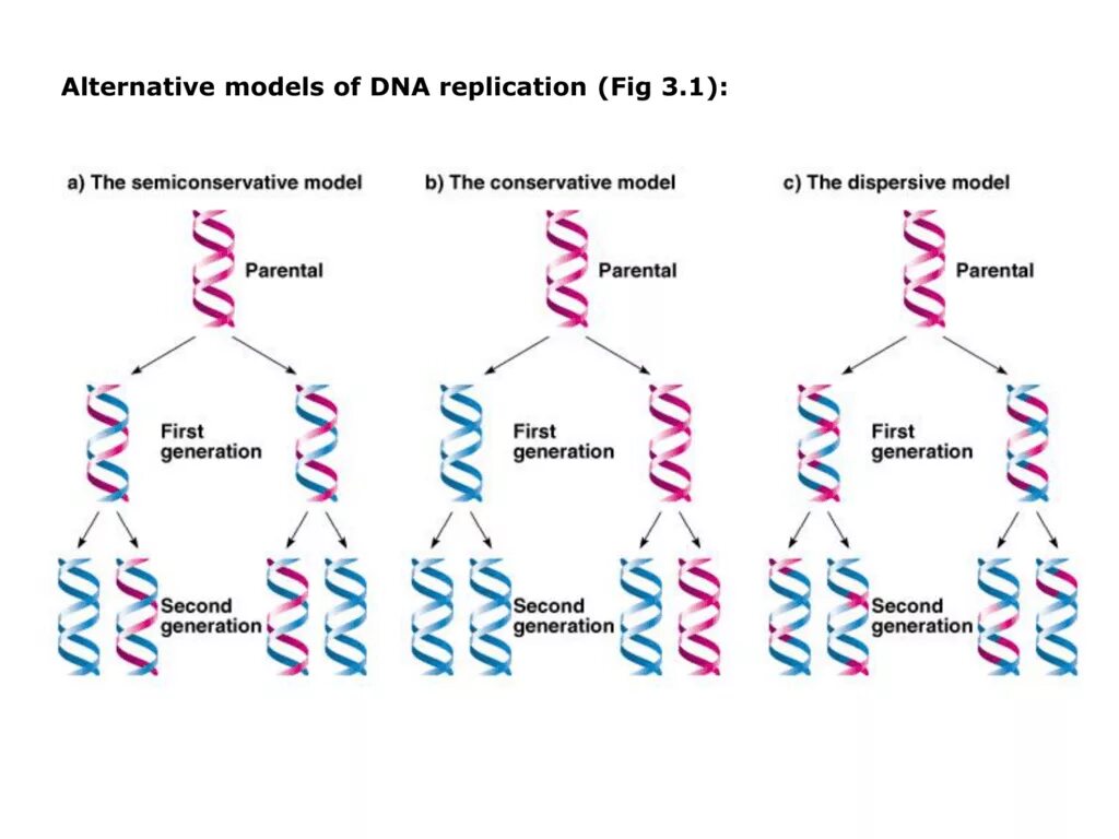 Гипотезы репликации днк. Dna replication. репликация днк.