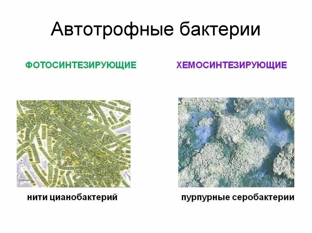 Обеспечивает автотрофное питание клетки. Питание бактерий автотрофы. Автотрофные бактерии примеры. Бактерии и цианобактерии. Микроорганизмы автотрофы.