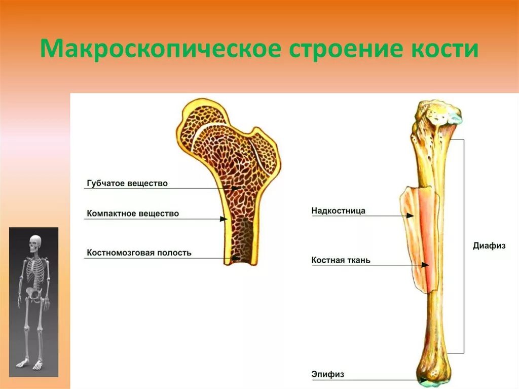 Что образуют трубчатые кости. Послойное строение трубчатой кости. Губчатая и трубчатая кость строение. Строение трубчатой кости рисунок биология. Внутреннее строение трубчатой кости человека.