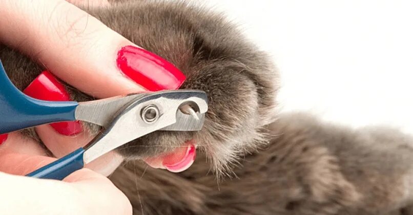 Сколько стоит подстричь ногти. Стрижка когтей. Стрижка когтей у кошек. Подстричь когти кошке в домашних условиях. Стричь когти коту.