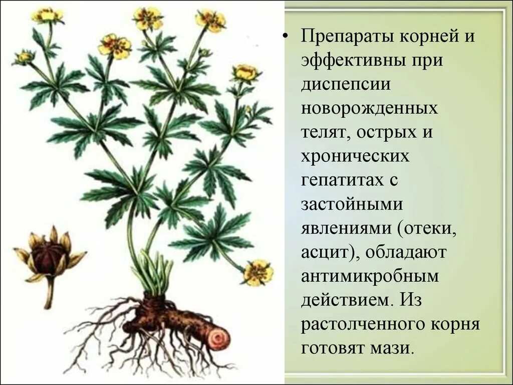 Калган корень свойства и противопоказания. Лапчатка прямостоячая калган. Калган растение. Корневища лапчатки прямостоячей. Лапчатка прямостоячая корень.