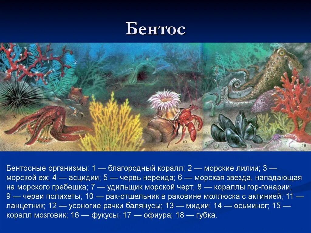 Представители бентоса. Что такое бентос в биологии 5 класс. Кораллы бентос. Бентосные организмы. Группы живых организмов в океане