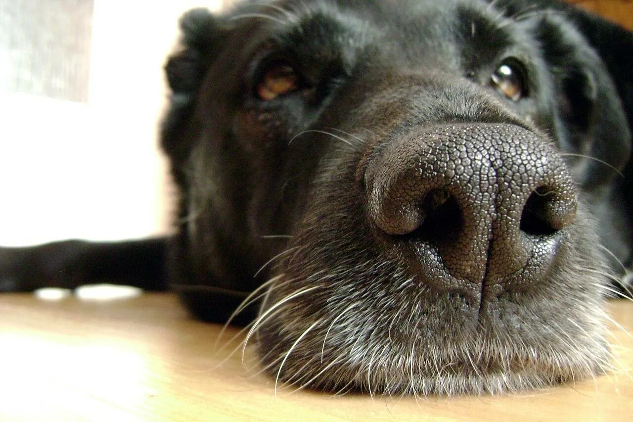 Почему собаки теплые. Собачий нос. Морда собаки. Мокрый нос собаки.