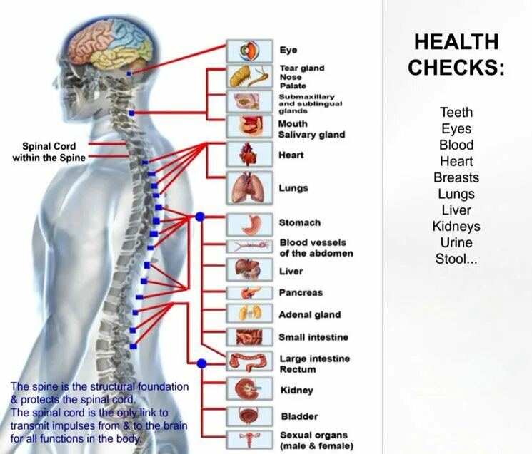 Схема боли в спине. Связь позвонков с внутренними органами схема. С5 с7 позвонки за что отвечают. Анатомия с5 позвонка. Здоровый позвоночник схема.