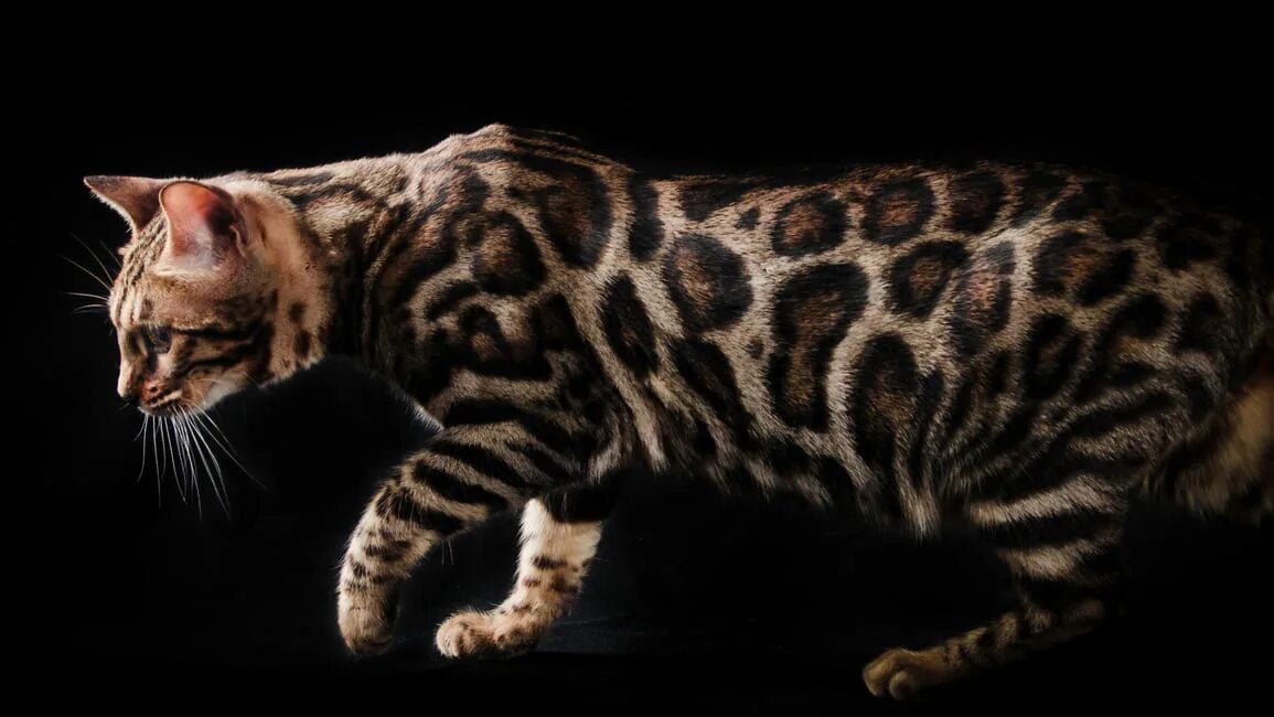 Бенгальская кошка. Блю тебби Бенгальская кошка. Бенгальская (Felis Silvestris catus) (Prionailurus bengalensis). Бенгал мраморный табби. Форма головы бенгальской кошки
