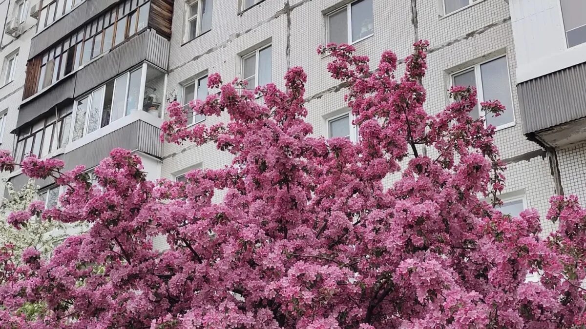 Эту растяпу в розовом теперь днем. Декоративная яблоня Malus Pink. Сакура Мичуринская. Розовые деревья в Москве. Дерево с розовыми цветами.