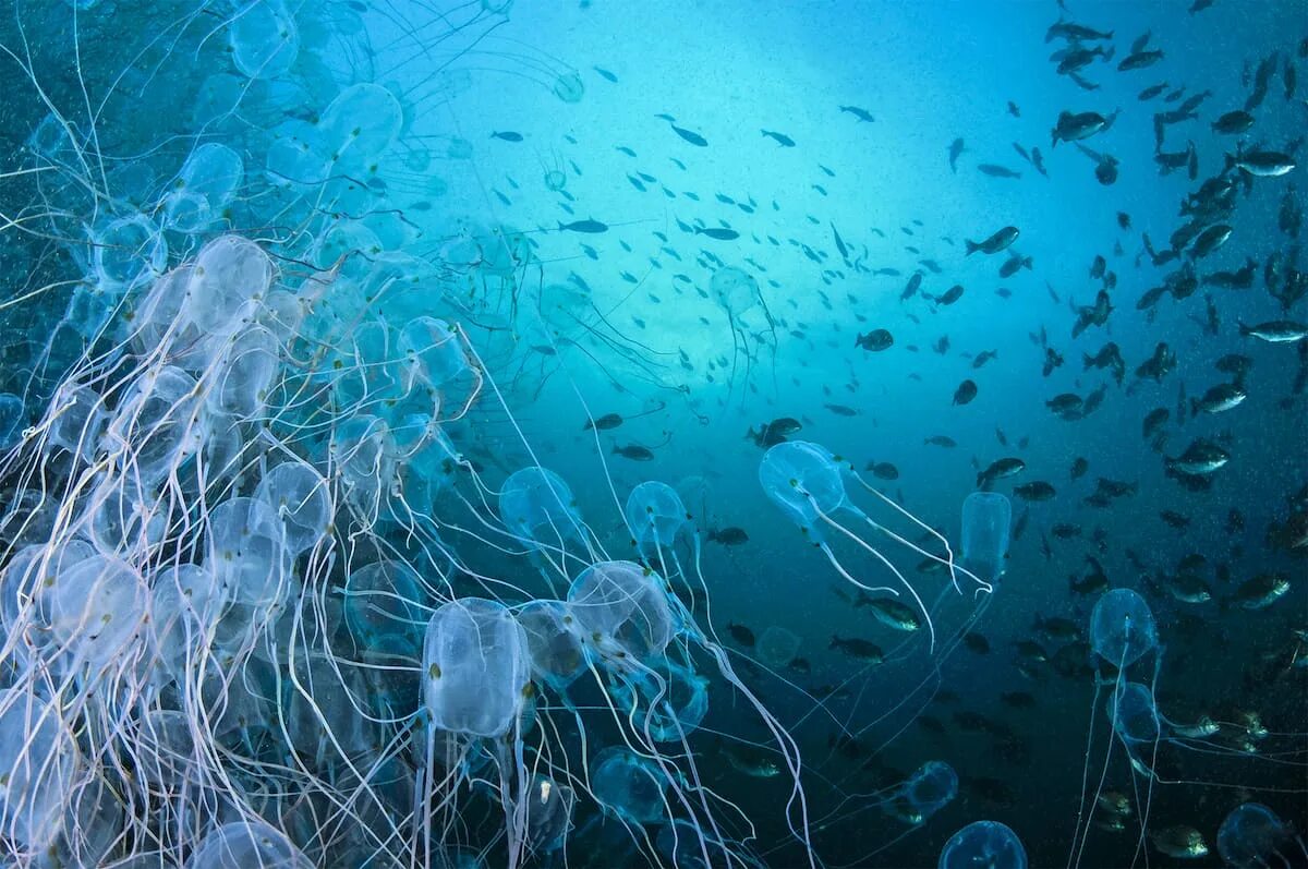 Группа морских организмов на дне океана. Кубомедуза морская Оса. Морская Оса медуза море. Куба медуза. Австралийская кубомедуза морская Оса..