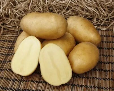 Картофель импала характеристика сорта отзывы