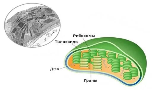 Полужидкую строму
