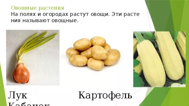 Овощное растение - лук. Культурные растения овощные лук. Луковые овощи делятся на сорта по вкусу. Почему лук назвали луком